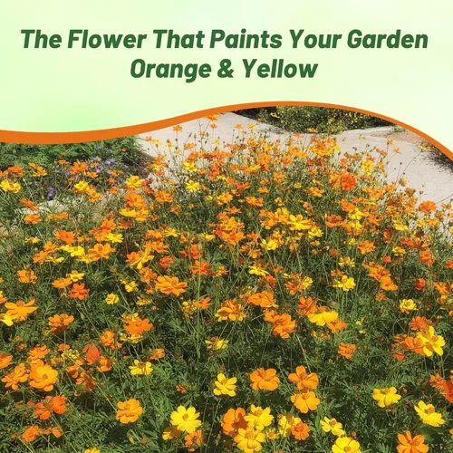 Vista 6 de Outsidepride Bright Lights Cosmos Sulphureus Seeds - 1 Lb. Pcs Annual, Drought Tolerant & Pollinator Friendly, Flower Seeds for Planting w/Vibrant