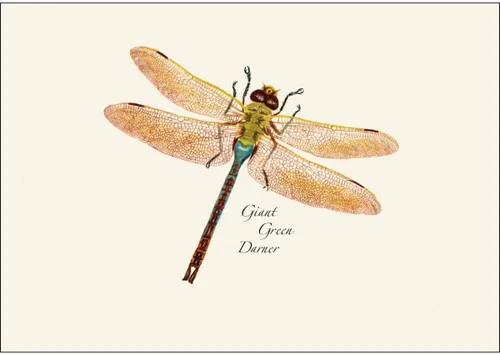 Vista 3 de Earth Sky + Water - Juego surtido de tarjetas de libélula y damisela - 8 tarjetas en blanco con sobres (2 de cada uno de 4 estilos)