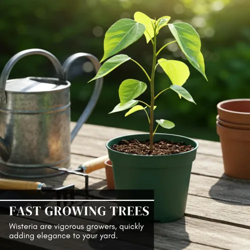 Vista 4 de Plántula de Árbol Bonsái de Glicinia Llorón para Plantar - Plántula de 1 Año de Edad Bien Enraizada