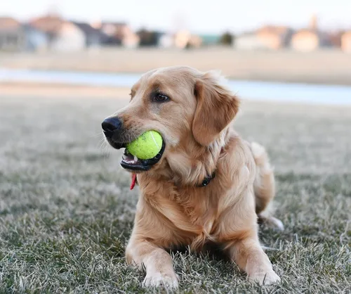 Vista 2 de Tebery 20 Pack Green Advanced Training Tennis Balls Beginner Practice Ball, Pet Dog Playing Balls, Come with Mesh Bag for Easy Transport