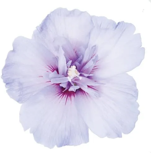 Vista 5 de Green Promise Farms Jerro de hibisco. Arbusto de gasa azul (rosa de Sharón), contenedor de 3 tamaños