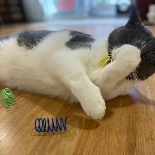 Vista 3 de Juguete para gato Ethical Pet, plástico colorido y resistente, 10 unidades por paquete, ancho