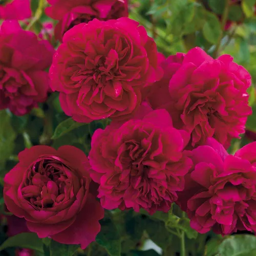Vista 3 de Heirloom Roses David Austin English Rose - Thomas à Becket® David Austin Red Rose para jardinería al aire libre