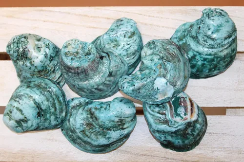 5 PC Oyster Shells Dyed Aqua Blue Semi-Transparent Collected and Packed from USA for Arts & Crafts Weddings Tropical Themes Ornaments Beach House