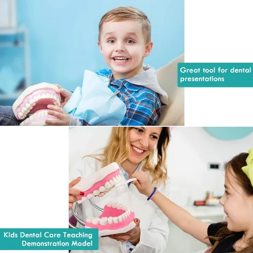 Vista 6 de Modelo de boca para terapia del habla - 6 veces modelos de dientes de higiene dental modelo dental con lengua móvil y cepillo de dientes