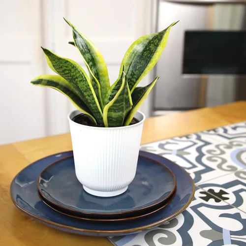 Vista 2 de Planta de serpiente viva con maceta blanca decorativa, Sansevieria Trifasciata Superba, planta de interior enraizada completamente, planta de lengua