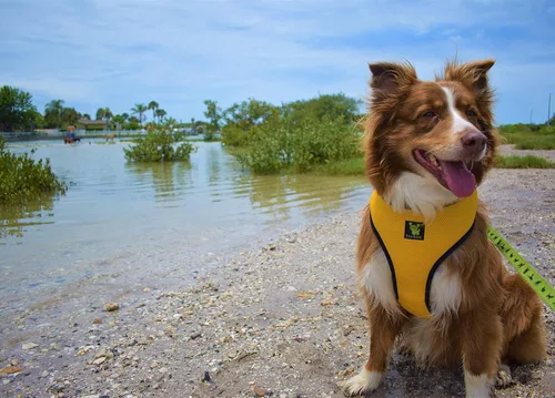 Vista 8 de EcoBark Arnés para perro - Arnés de máxima comodidad ecológico - Lujoso chaleco de malla suave - Arnés sobre la cabeza sin tirones ni Rosa bebé