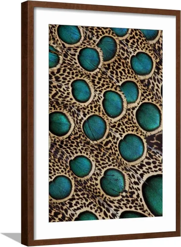 Vista 17 de ART.COM Darrell Gulin - Póster enmarcado para pared, plumas de pavo real malayo con círculos azules por Darrell Gulin, decoración de animales, 12 x