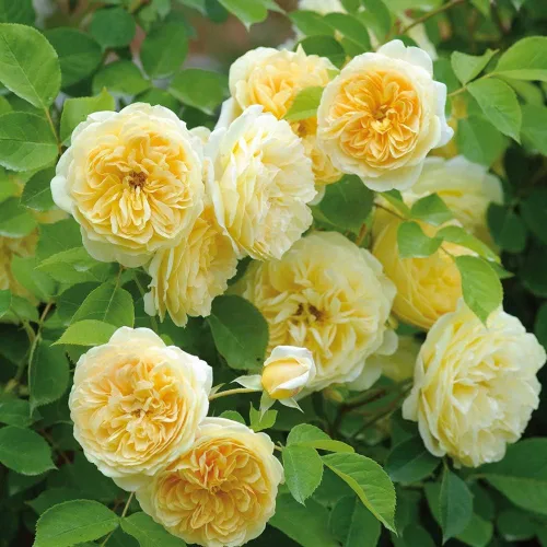 Vista 4 de Heirloom Roses Rose Plant - Teasing Georgia™ Yellow Rose Bush, David Austin Planta viva para plantar al aire libre