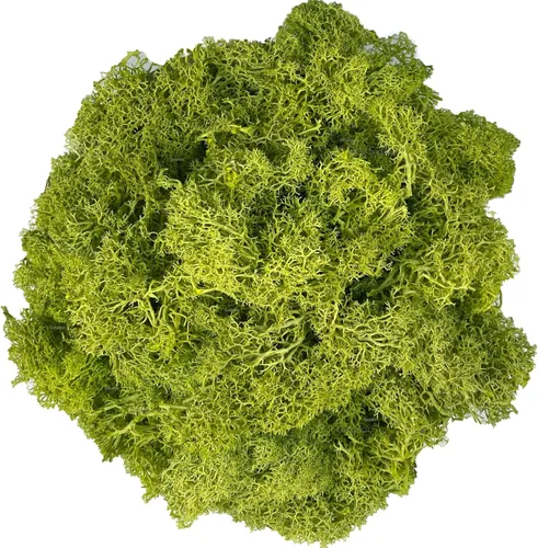 Vista 10 de Musgo artificial conservado, musgo natural fresco verde de reno para proyectos de artes florales, decoración de pared, decoración de mesa, centros