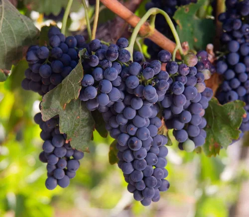 Vista 7 de Pasas orgánicas de California, X libras Thompson Seedless Select, secado al sol, sin OMG, Kosher, sin sulfuro, a granel, ligeramente recubierto