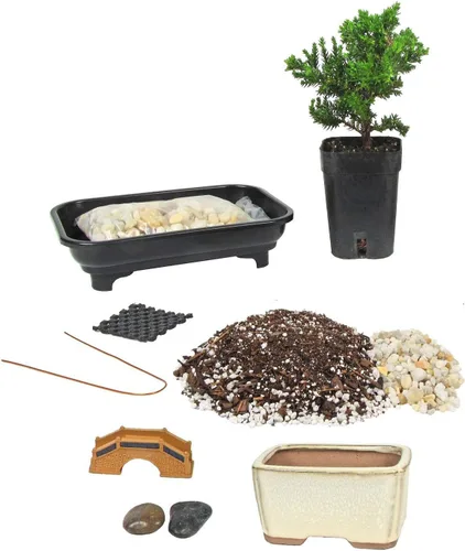 Kit de inicio de árbol bonsái de lujo de Eve alrededor de 2 años de antigüedad, kit completo de bricolaje con un enebro japonés y bandeja de