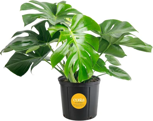Vista 10 de Costa Farms - Planta interior, filodendro de hoja partida, monstera deliciosa