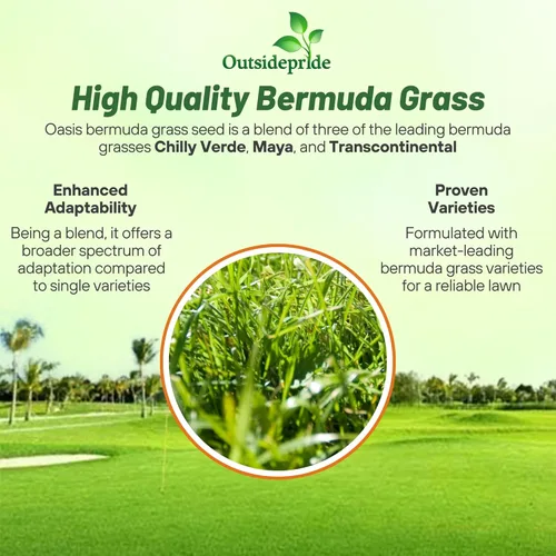 Vista 3 de Outsidepride Oasis - Semillas de césped bermuda – 5 libras de temporada cálida, alto tráfico, resistente al calor, tolerante a la sequía, bajo