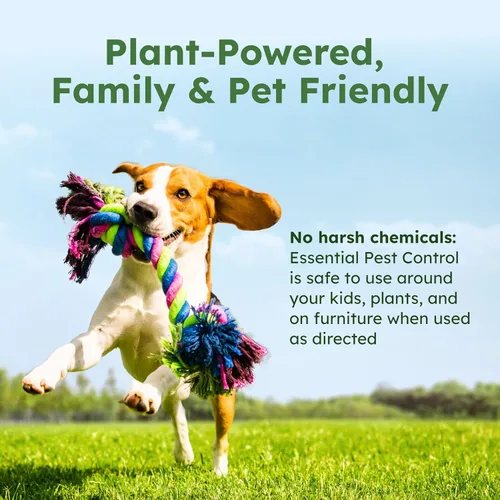 Vista 5 de BugMD matahormigas y concentrado de aerosol antiinsectos - Mata cucarachas y chinches de interior, aerosol para arañas para el hogar, defensa contra