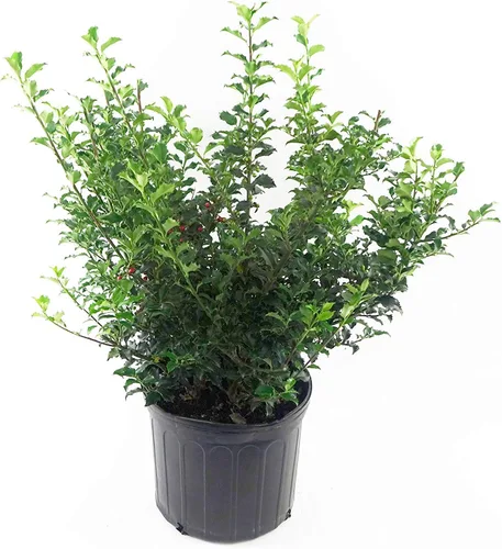Vista 6 de Ganadores probados - Ilex verticillata Berry Heavy Gold (Winterberry) Arbusto, bayas de oro, 3 - Contenedor