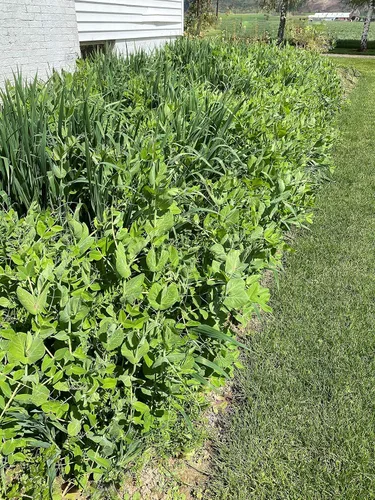 Vista 5 de Cubre la mezcla de semillas de cultivos de Eretz (1 libra). Elige el tamaño. Willamette Valley, cultivado en Oregon, sin OMG, sin rellenos, sin