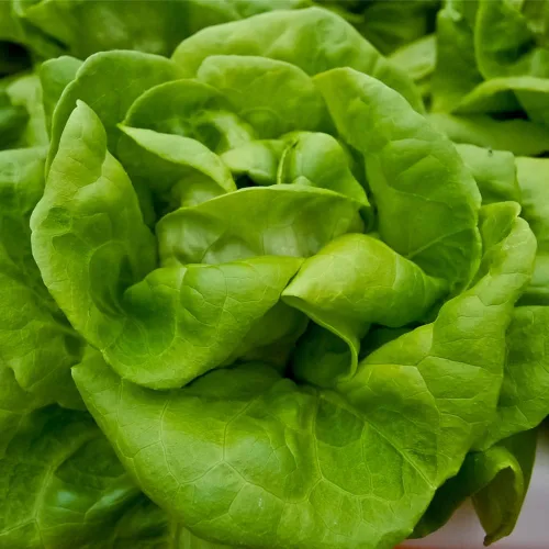 Vista 6 de Semillas de Lechuga (Buttercrunch) (2300 Semillas)