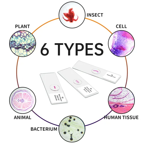Vista 3 de Juego de 100 diapositivas de microscopio preparadas para niños, estudiantes, uso en casa
