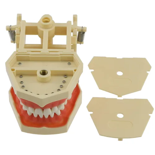 Dental - 32 piezas extraíbles estándar para práctica dental, modelo Demostración M8014, ajuste de llenado Frasaco AG tipo Typodont suave Gingivae