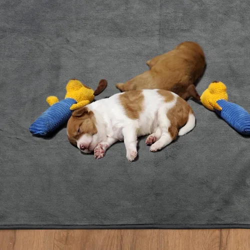 Vista 8 de Almohadillas lavables para orina de perro 24x36 pulgadas paquete de 2 reutilizables, alfombrillas absorbentes antideslizantes para perros