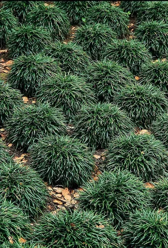 Hierba Mondo enana - 40 plantas vivas - Sombra amante de la sombra cubierta de suelo de hoja perenne Ophiopogon Japonicus Nanus