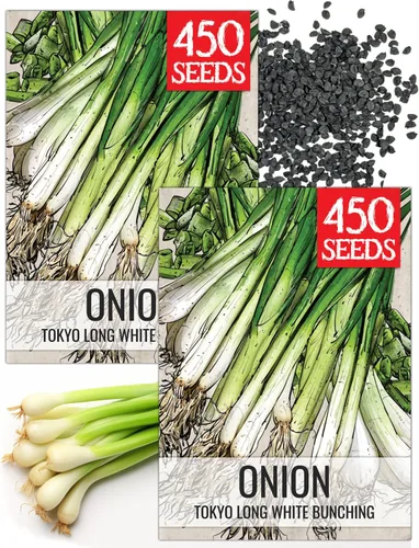 Vista 12 de Seed Needs Semillas de cebolla para plantar cebollas amarillas dulces españolas de día largo – Semillas de verduras sin OMG y sin tratar