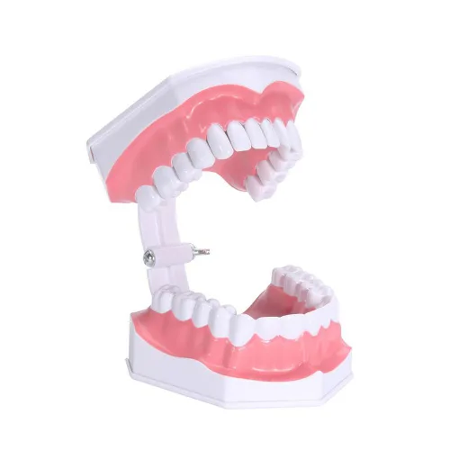 Vista 4 de Dental Dientes cepillado modelo para enseñanza educativo materiales Demo equipos con inferior extraíble dientes dentista herramienta