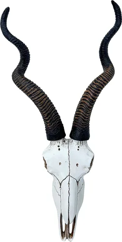Top Brass Calavera de antílope Kudu africano de 14 1/2 pulgadas, cabeza de montaje en pared, decoración rústica de safari