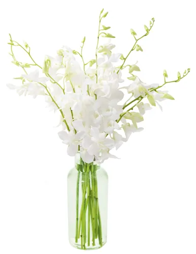 Vista 29 de KaBloom Flores - Ramo de orquídeas exóticas de zafiro azul sin jarrón - Regalo para cumpleaños, condolencias, agradecimiento, San Valentín, Día