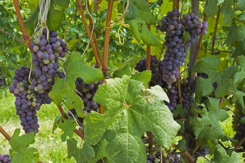 Vista 6 de Food to Live Pasas orgánicas importadas, 1 libra — Uvas seleccionadas sin semillas Thompson secadas al sol, sin OMG, crudas, sin azúcar añadido, sin