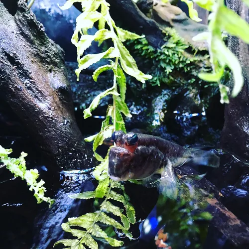 Vista 4 de Seachem Prime - Acondicionador para agua dulce y salada - Removedor de químicos y desintoxicante 500 ml