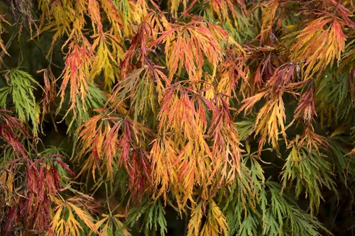 Vista 8 de 10 Weeping LACELEAF Maple Japanese Acer Palmatum Dissectum Green Yellow Red Tree Seeds