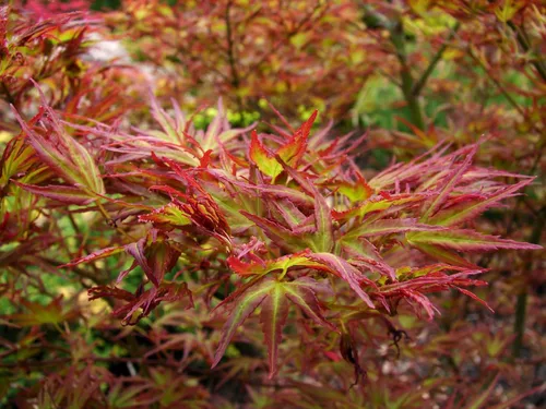 Vista 3 de Kamagata Japanese Maple 1 - Año Árbol vivo