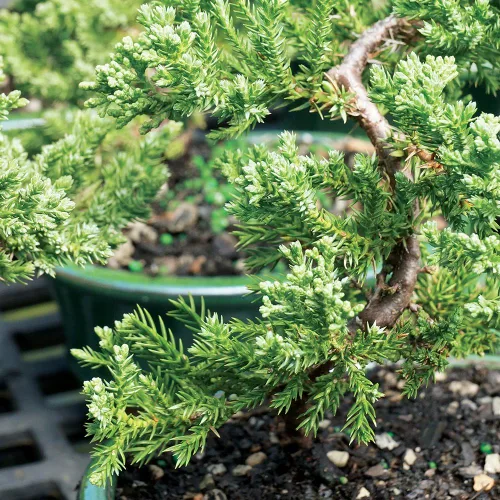 Vista 4 de Brussel's Bonsai - Árbol bonsái para interiores, Olla de cerámica, S