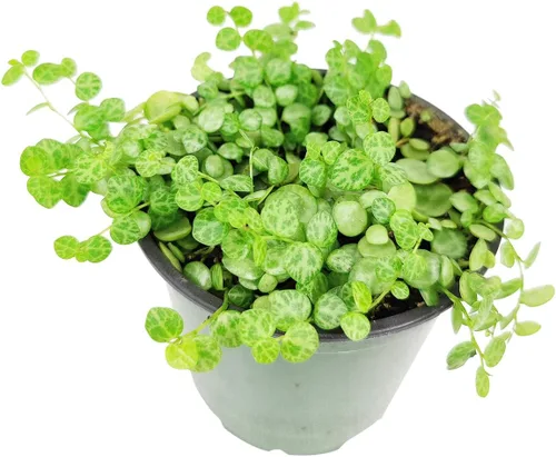 Vista 5 de String of Turtles Plants Suculents (maceta de 4 pulgadas) – Curio Radicans Plant – Suculenta colgante rara – Regalo único para suculentas