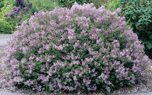 Vista 4 de Betsy Ross Lilac Bush - Planta viva enviada de 2 a 3 pies de alto por DAS Farms