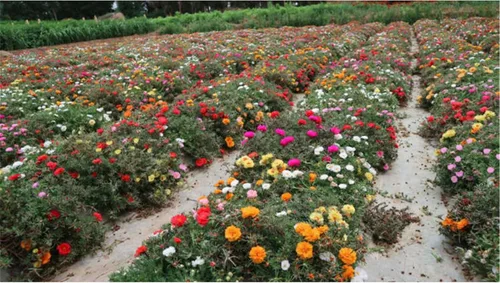 Vista 2 de Semillas de flores raras Portulaca Moss Rose Happy Trails Cubierta del suelo Mezcla de semillas de plantas 2000+ semillas