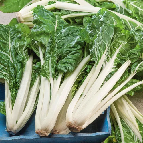 Semillas de acelga suiza, costilla blanca grande, 1 onza, semillas de verduras, semillas de reliquia de rápido crecimiento, jardín en contenedores