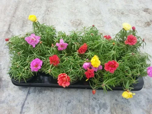 Vista 5 de Semillas Musgo Rosa Doble Mezcla Portulaca Flores Anuales