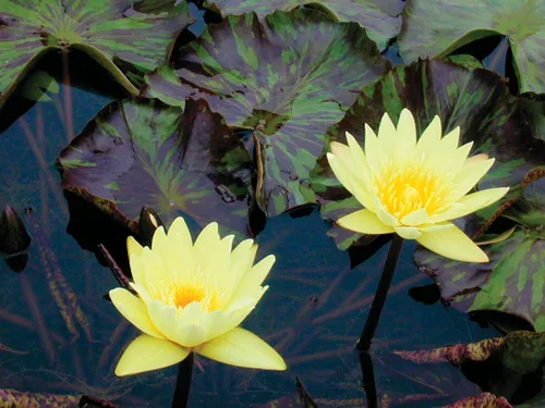 Vista 2 de Aquascape Desintoxicante de cloro de estanque y neutralizador de amoníaco (8 oz / 8.0 fl oz)