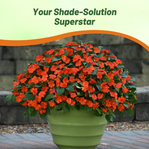 Vista 5 de Outsidepride 1000 Semillas Impatiens Baby Orange Shade Garden Flower Seeds para plantar