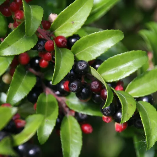 Semillas de arándano perenne (Vaccinium ovatum) Más de 20 semillas de bayas medicinales en cápsulas de semillas congeladas para el jardinero y