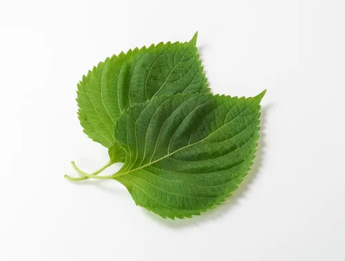 Vista 5 de TKE Farms & Gardens - Semillas de perilla verde Shiso para plantar, más de 200 semillas de perilla no transgénicas tradicionales que añaden un aroma