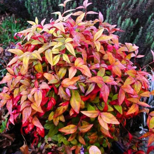 3 plantas nandina enanas vivas, arbusto ornamental de paisaje, maceta de