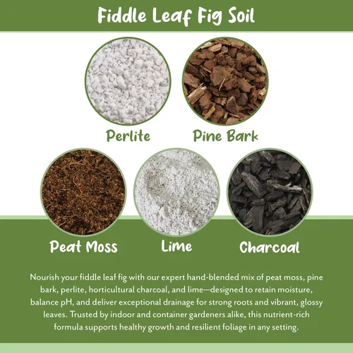 Vista 5 de Suelo de higuera de hoja de violín prémium (12 cuartos de galón), fórmula experta para un crecimiento vibrante, mezcla para macetas rica