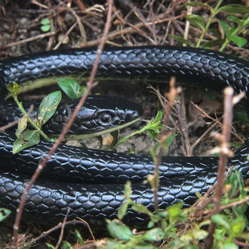 Vista 4 de Juguete de serpiente falsa de goma realista de 50 pulgadas Mamba para accesorios de jardín y broma práctica