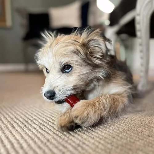 Vista 2 de Nylabone Juguete masticable original y texturizado para perros, juguetes duraderos y resistentes para masticadores agresivos, sabor a tocino