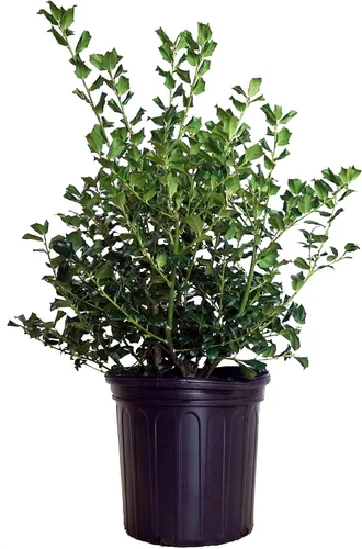 Vista 19 de Ganadores probados - Ilex verticillata Berry Heavy Gold (Winterberry) Arbusto, bayas de oro, 3 - Contenedor