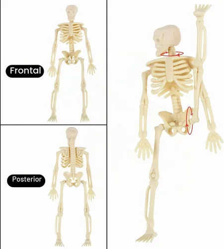 Vista 6 de FINGOOO Mini figuras de esqueleto, 12 piezas de esqueletos pequeños de 6 pulgadas, decoraciones de Halloween para manualidades, accesorios de casa